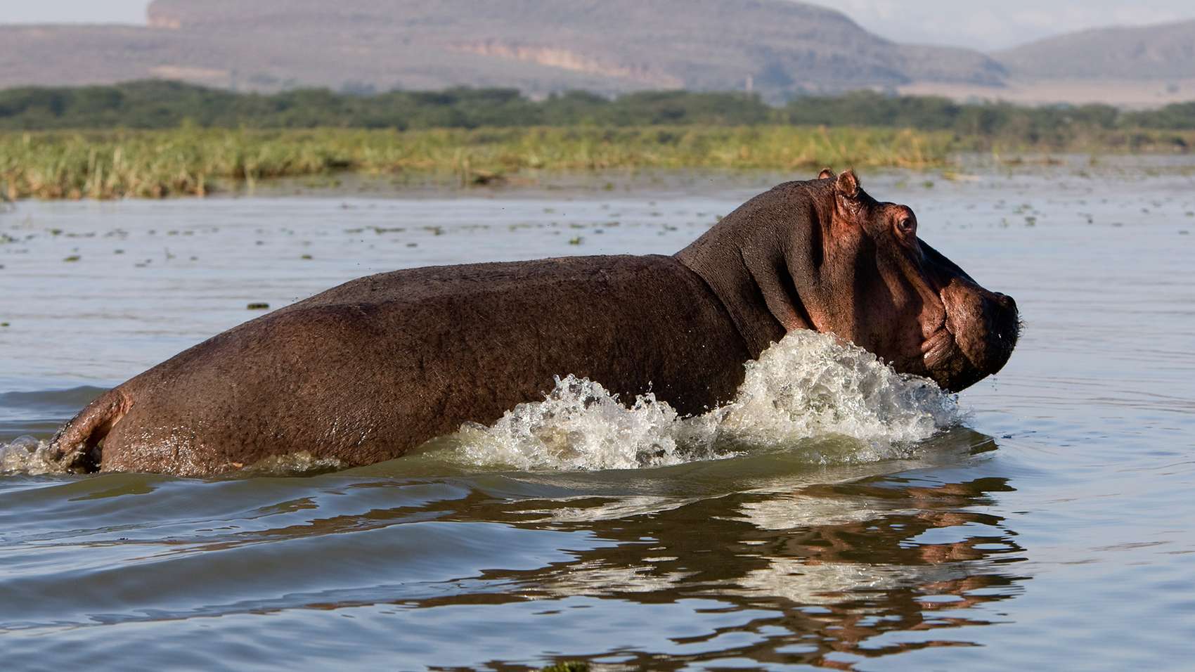 Lake Naivasha